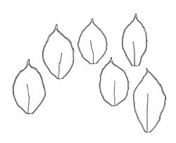 Distichophyllum rotundifolium, six leaves. Drawn from K.W. Allison 150, CHR 463296.
 Image: S. Malcolm © Landcare Research 2017 